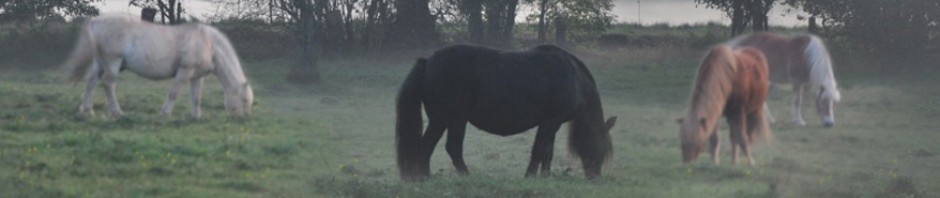 Das Leben ist ein Ponyhof! Lütt'n Peerhoff e. V.